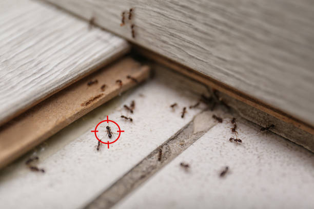 Spider Control Near Me in Philomath, OR