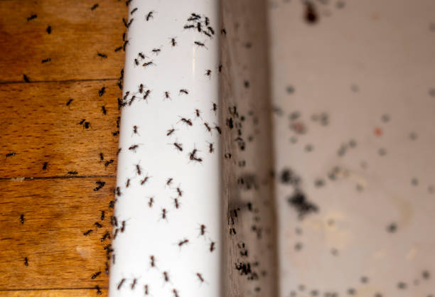 Best Cockroach Control Services  in Philomath, OR